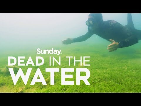 Is 'killer algae' a threat to New Zealand sea life? | Sunday Investigates