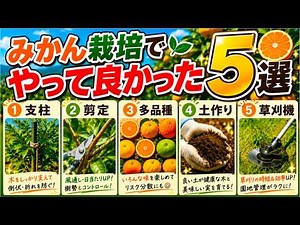 【みかん栽培】20260722みかん栽培でやって良かった５選【小原紅早生】