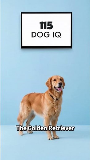 The Smartest Dog Breeds Ranked