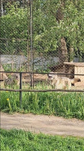 Eurasian wolves Lapa and Razboy, song, Zoograd (26.05.2026) #wolfsong #wolves