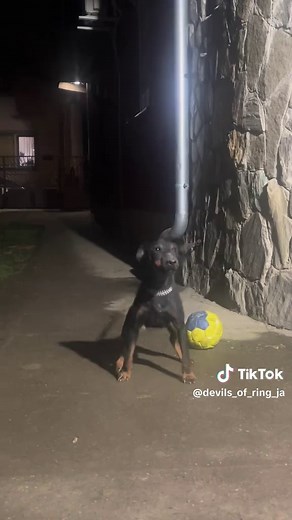 devils_of_ring_jagd on TikTok