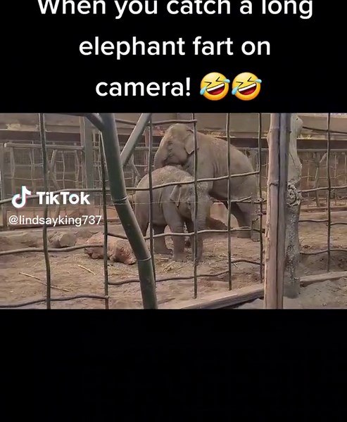 Elephant Fart Cartoon: Funny Noise and Hilarious Reactions