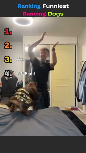 Ranking Funniest Dogs Dancing