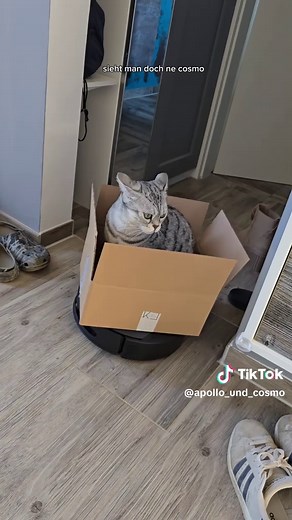 ECOVACS DEEBOT T90 PRO: Der Putz-Butler für Katzenliebhaber