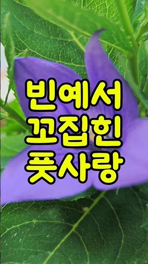 빈예서 꼬집힌 풋사랑 #미스터트롯빈예서 #빈나는예서 #현역가왕 #미스트롯 #빈예서노래 #빈예서유튜브