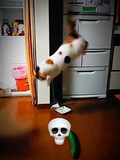 Cats Aren’t Scared of Cucumbers… 💀