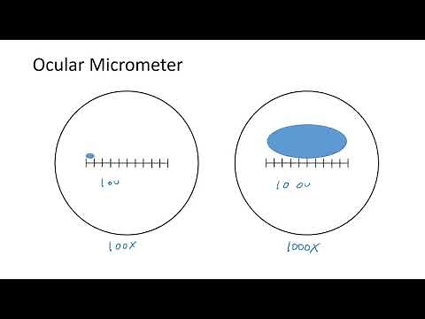 How to use an Ocular Micrometer