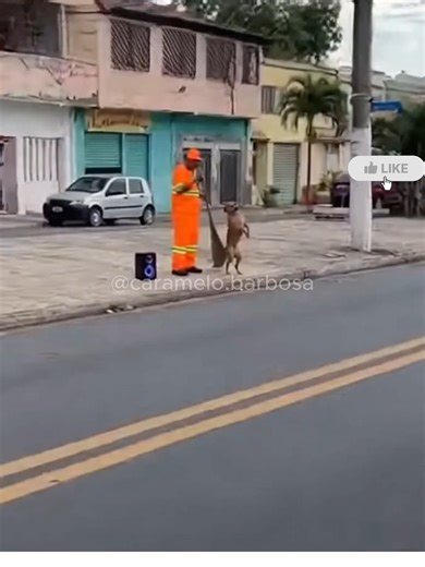 Funny Dog Dancing Moments That Will Make You Smile