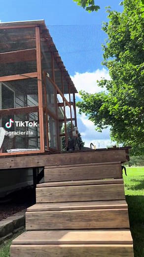 Throw back to summertime 😎 #feralkittens #feralcats #spayandneuter #savethemall #catsarethebest