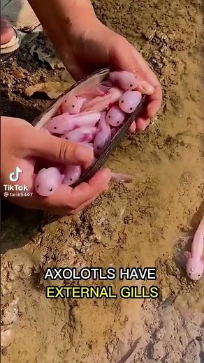 Axolotl -- Marvel of Regeneration