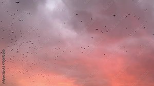 flock of birds flying in the sky crows. chaos of death concept. group of birds flying in the sky. black crows in a group circling against the sky. migration movement of birds from fly warm countries Stock Video