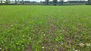 Importance of reseeding grassland and achieving a successful Autumn reseed