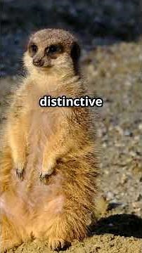 Meerkats Do WHAT?! Fascinating Facts Revealed! Underground Tunnels and Warning Calls – Wild Meerkat!