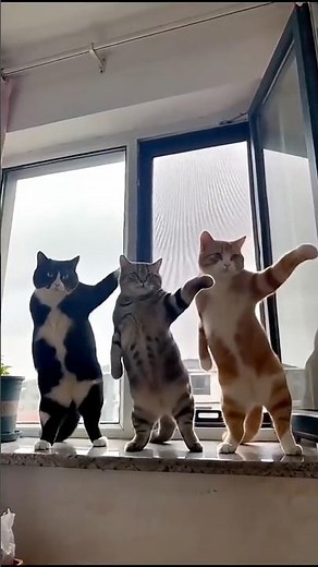 Three beautiful cute kitties dancing on the wall 👀😱😜😂🥰🥰#cute #kitty #cat#shorts