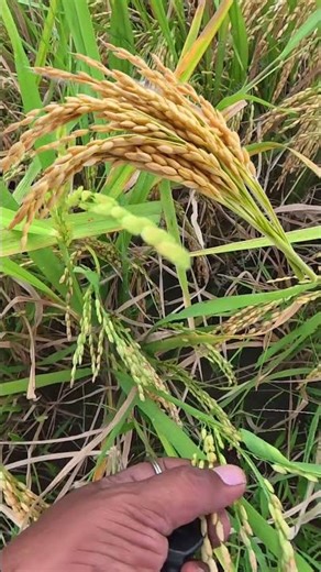 🔢 Paddy Grain Counting 🌾 Estimate Your Harvest Before Cutting!