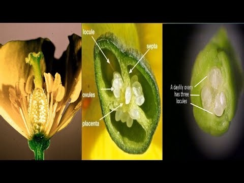 Arrangements of Ovule in Ovary of Plant i.e. Placentation( पौधे के अंडाशय में बीजाडं की ब्यवस्था )