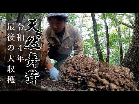 [Maitake mushroom harvesting] The last large harvest of 2022
