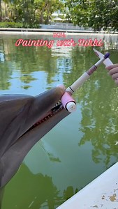 We love this program POV 🐬🎨 During our paint with the dolphin program you’ll have the opportunity to meet one of our dolphins up close and take home a one of a kind painting. This is one of the many unique, out of water, interactive programs that we offer! 🤩 Follow the link in our bio to book your experience today! #animals #dolphin #pov #floridakeys #TheateroftheSea | Theater of the Sea