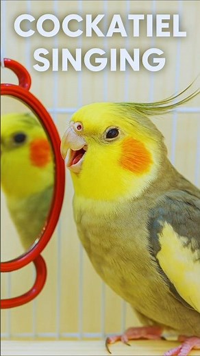 Cockatiel Singing “Koko” | Funny Parrot Voice Mimic – Real Bird Sound Compilation