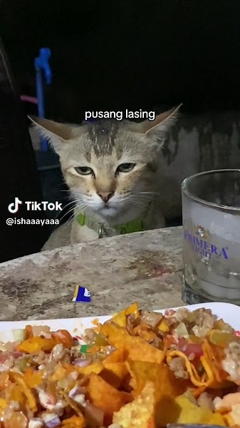 The Itchyworms Beer Song Compilation