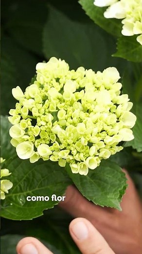 🌱 AGROINVESA | CICLO COMPLETO DE CRECIMIENTO DE LAS HORTENSIAS 💐👩‍🌾