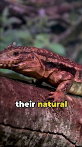 Why Argus Monitors Are the Perfect Pet for Reptile Lovers