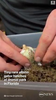 Have you ever seen an albino alligator hatch? Now you have. The rare creature was one of only nine eggs from its parents that hatched this year at a Florida animal park. https://abcn.ws/3Jnv4oF | ABC News
