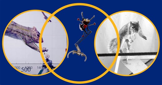 Squirrel-inspired one-legged robot nimbly leaps between branches