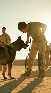 Everyone thought it was aggression — until the truth stepped into the light. Training ends, loyalty remains. He didn’t see a threat. He found his partner, broken but alive, and chose love over command. | Captain Ray's Tales