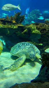 1.6K views · 2K reactions | ✨ Schoona Back Scratches ✨ Did you know...