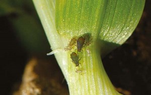 The UK aphid monitoring network