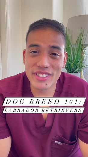 Labrador Retriever Breed Information