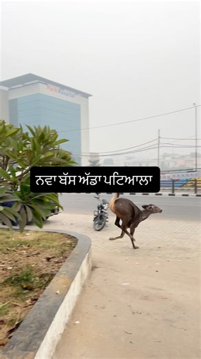 Patiala Touch Video on Instagram: "ਅੱਜ ਸਵੇਰੇ ਸਵੇਰੇ ਨਵੇਂ ਬੱਸ ਅੱਡੇ ਪਟਿਆਲਾ ਇੱਕ ਦਿਲ ਦਹਿਲਾ ਦੇਣ ਵਾਲੀ ਘਟਨਾ ਸਾਹਮਣੇ ਆਈ। ਇੱਕ ਰੋਜ਼ ਦਾ ਬੱਚਾ ਬਹੁਤ ਤੇਜ਼ ਰਫ਼ਤਾਰ ਨਾਲ ਆਇਆ ਅਤੇ ਬੱਸ ਅੱਡੇ ਦੇ ਗੇਟਾਂ ਵਿੱਚ ਉਸਦਾ ਸਿਰ ਫਸ ਗਿਆ। ਲੋਕਾਂ ਦੀ ਮਦਦ ਅਤੇ ਸਮਝਦਾਰੀ ਨਾਲ ਬਹੁਤ ਮੁਸ਼ਕਿਲ ਨਾਲ ਸਿਰ ਕੱਢ ਕੇ ਬੱਚੇ ਦੀ ਜਾਨ ਬਚਾਈ ਗਈ। ਇਹ ਘਟਨਾ ਸਾਨੂੰ ਸਿਖਾਉਂਦੀ ਹੈ ਕਿ ਸੜਕਾਂ ਤੇ ਤੇਜ਼ ਰਫ਼ਤਾਰ ਕਿੰਨੀ ਖਤਰਨਾਕ ਹੋ ਸਕਦੀ ਹੈ। ਕਿਰਪਾ ਕਰਕੇ ਇਹ ਵਿਡੀਓ ਵੱਧ ਤੋਂ ਵੱਧ ਸ਼ੇਅਰ ਕਰੋ ਤਾਂ ਜੋ ਹੋਰ ਲੋਕ ਸਾਵਧਾਨ ਰਹਿਣ। 🙏#Patiala #PatialaBusStand #NavaBusAdda #BreakingNews #PunjabNews RoadSafety Sp