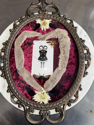 Vintage Insect Specimen Frame, Gothic Oddities Decor - Etsy Canada