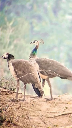 Beautiful Peahens in Natural Habitat Peahen (Morni) 4K video