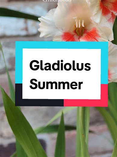 I'm planning on planting out my gladiolus bulbs in the next few weeks. #ilonagardens #gardening #summerflowers #flowers #gladiolus
