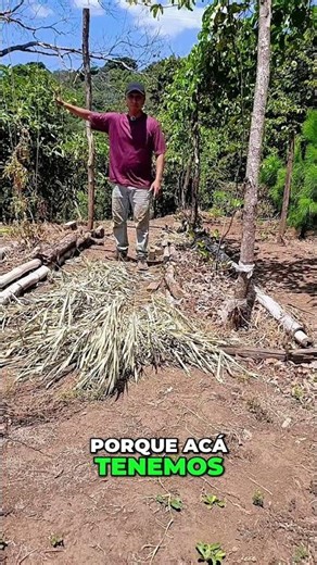 Siembra Gandul: ¡Espacio y Distancia Clave para tu Cosecha! #shorts