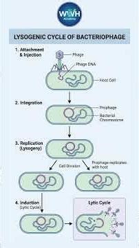 Lysogenic Cycle in 100 Seconds | NEET Biology