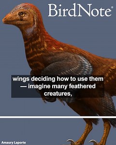 For years, scientists debated whether the first flying dinosaurs, the ancestors of modern birds, began by running and making little hops off the ground, or leapt off a tree branch to glide. It’s called the “ground up vs. trees down” debate, for short. But a newer perspective on this mystery suggests that flying dinosaurs tried taking flight from more than one place. Recent findings suggest that the ability to fly could have evolved not just once but three separate times among dinosaurs. Jianianh
