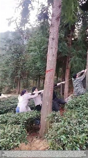 Manual rope control to prevent trees from falling