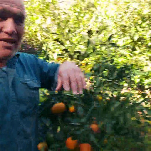 3.7K views · 245 reactions | 3x Mandarins  . We have 3 different...