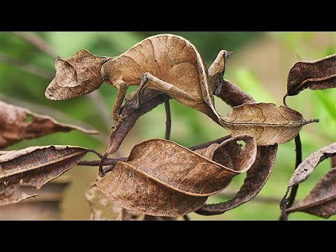 20+ Unbelievable Examples of Animal Camouflage Can You Spot Them All?