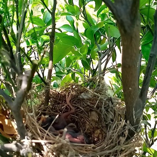 Bulbul feeds hungry babies | Review All Birds