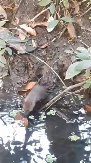 Tree Rat... #shorts #ytshorts