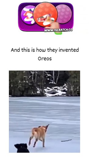 universal mems on Instagram: "The post shares a second video of Labrador Retrievers joyfully sliding and tumbling on a frozen lake, captioned with a pun linking their antics to inventing Oreos, evoking "Labradoreo" for their chocolate-and-vanilla-like coats and rolls. It achieved rapid virality with 47,500 likes and 751,000 views in under 24 hours, reflecting the broad appeal of wholesome dog content, yet sparked debate in replies over the cuteness versus potential hazards. Veterinary guidance f