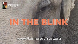 35 reactions · 25 shares | Today is Endangered Species Day. 轢 Over 1 million plant and animal species are currently threatened with extinction, more than ever before in human history. One of the major reasons for this unprecedented decline of nature is the destruction and degradation of habitat that species depend on to survive. Act now to protect species, habitat and our planet: https://buff.ly/3aG2iO1 | Rainforest Trust | Facebook