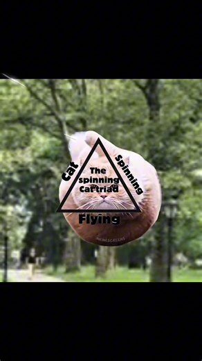 Flying cat#CapCut#edit#flyingcat#spiningcat#edit | flying spinning cat