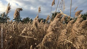 Phragmites. common reed at a artificial Reedbed in winter