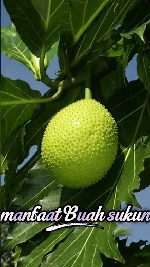 Health Benefits of Breadfruit