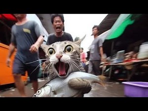 Los momentos más divertidos de GATOS 😹 ¡Prepárate para reír!